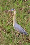 Whistling Heron